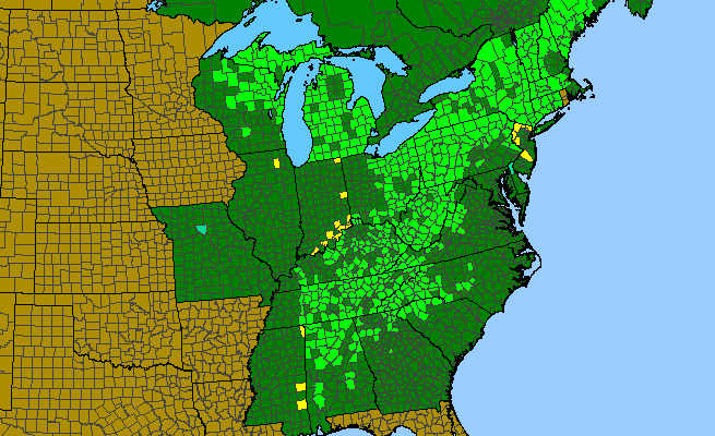 The range of Cardamine diphylla
